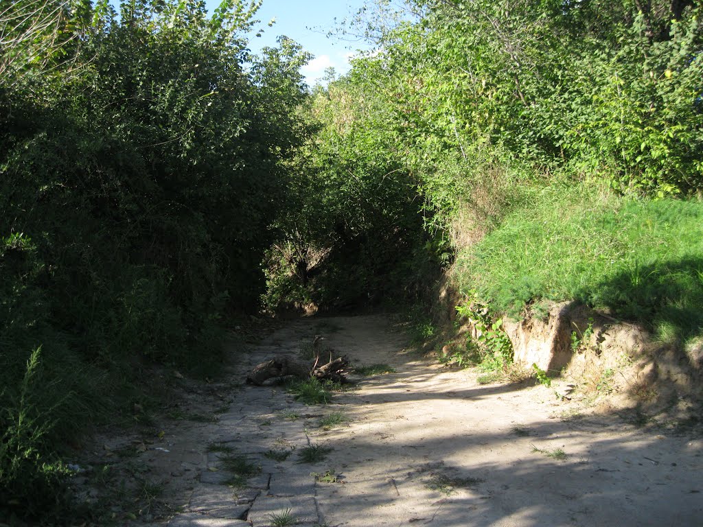 Васильків