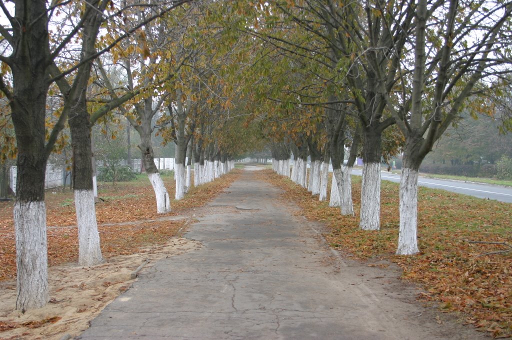 Volodarka-5