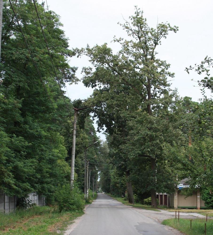 Ворзель, август 2009