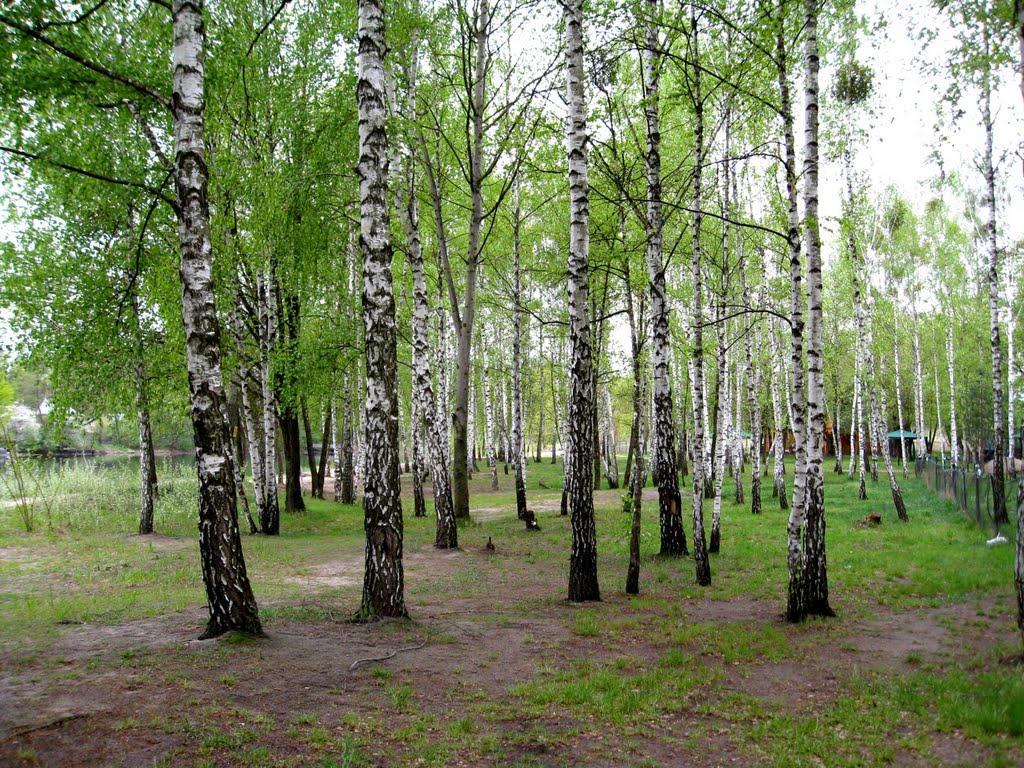 Березки