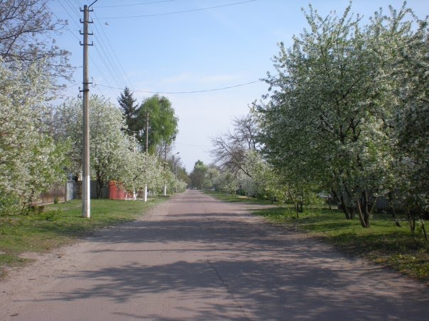 вулиця Шевченка