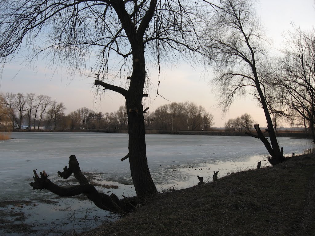 trees over the lake