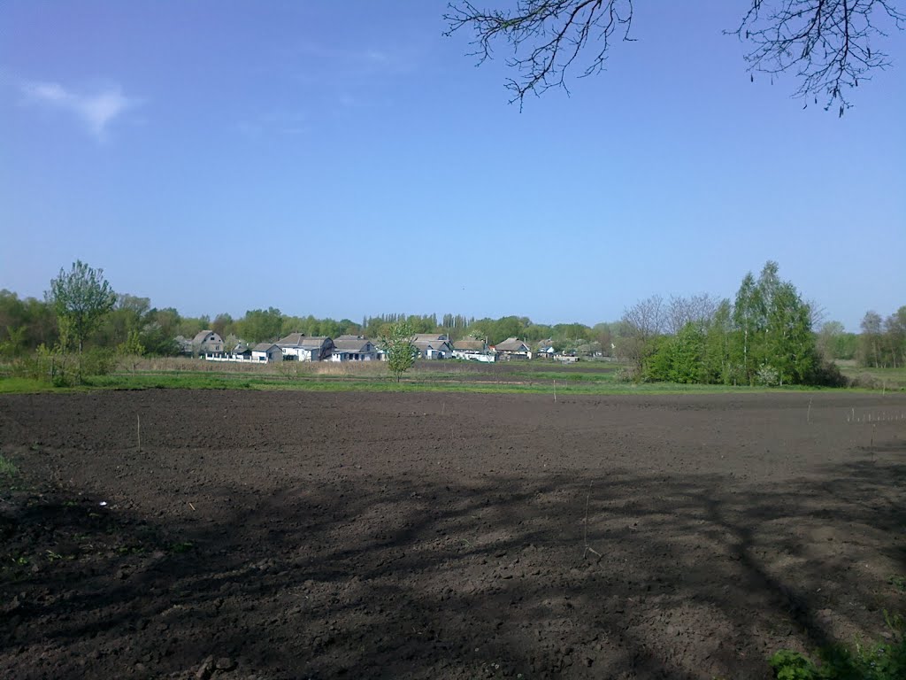 cultivated fields
