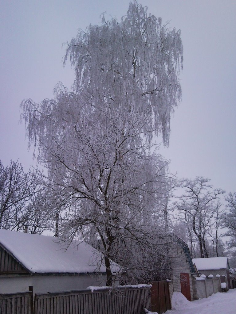 Proletarskaya str. "winter birch"