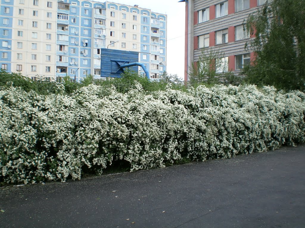 Цвіте наречена