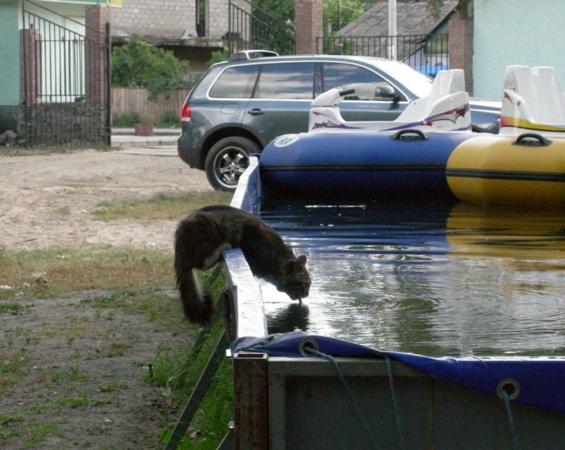 Кошачий водопой