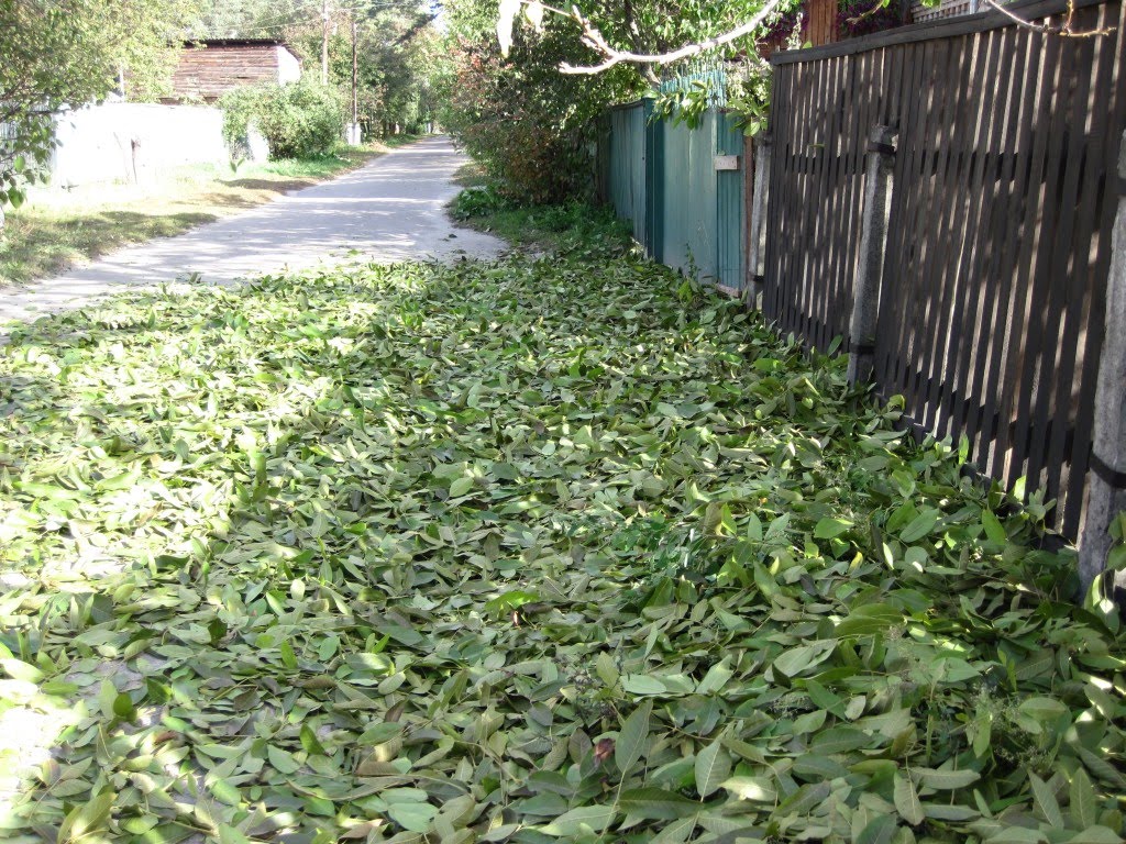 Ирпень. Первый осенний мороз. Октябрь 2010 года.