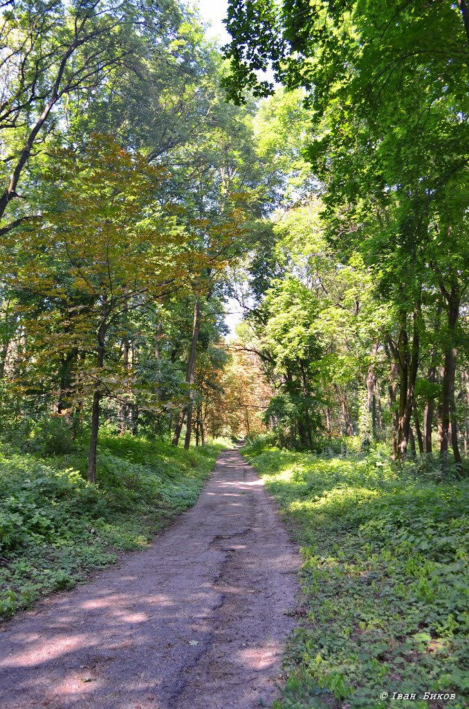 Старий парк у Кагарлику / Old Park in Kagarlyk