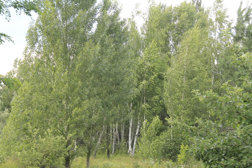 закинута автошкола, аеродром чайка, 2014р