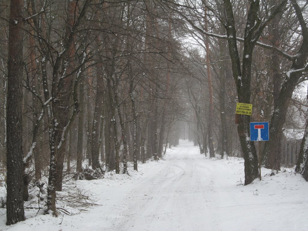 засніжена лісова дорога * forest road