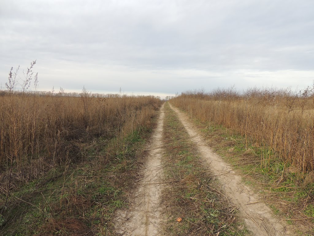 Дорога через поле