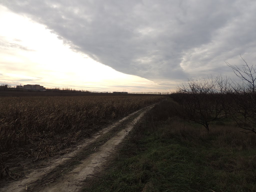 Дорога возле кукурузноего поля