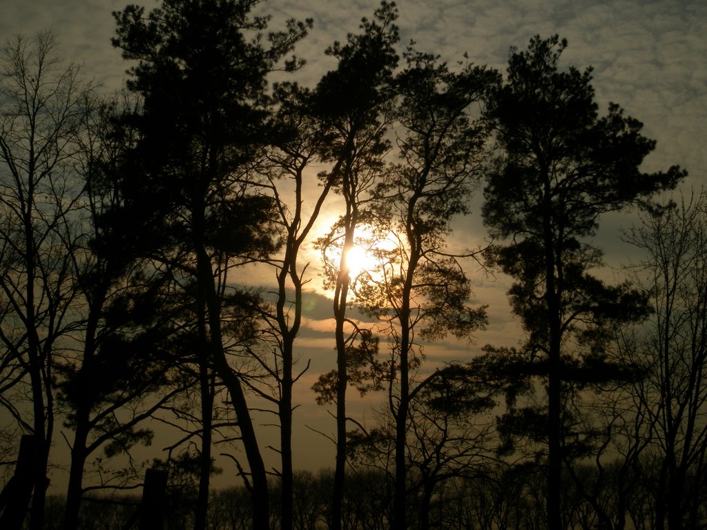 12003