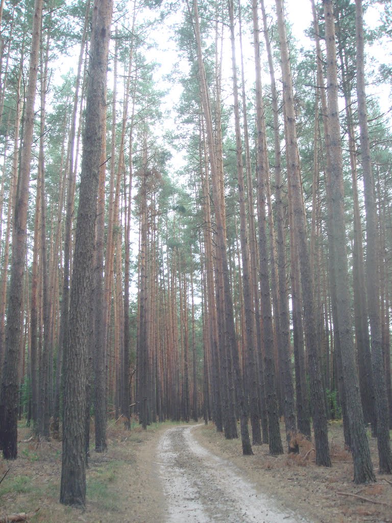 Сосновая стройность