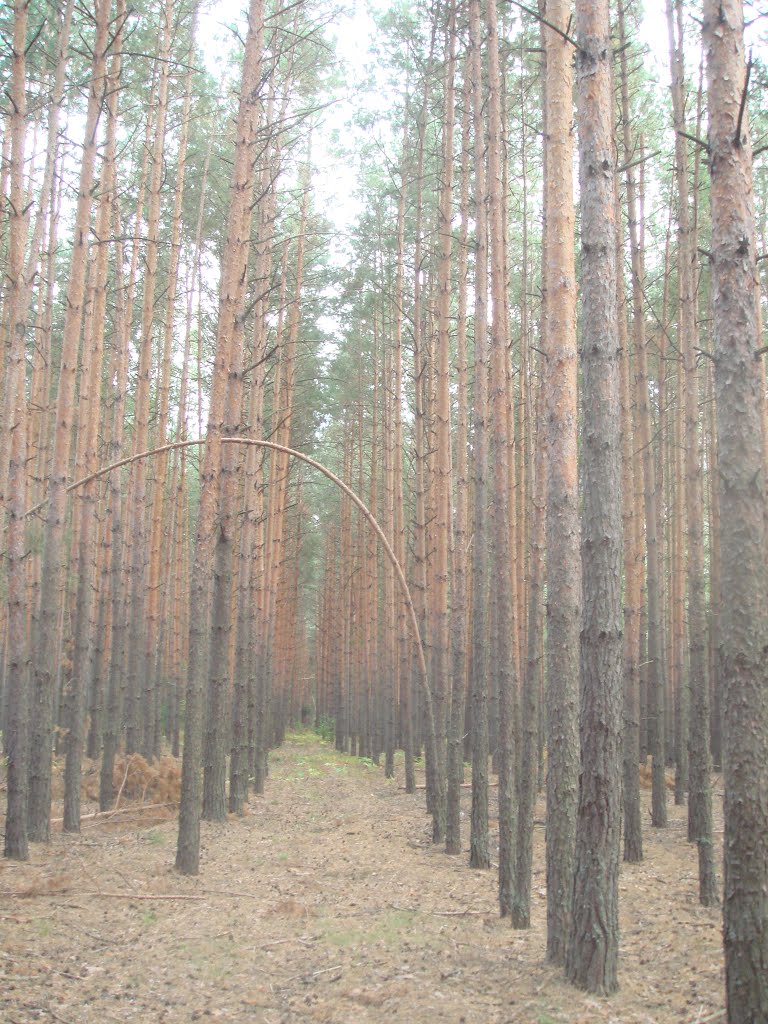 Сосновая юность