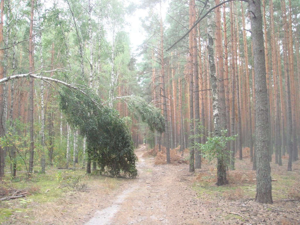 Последствия снежной зимы