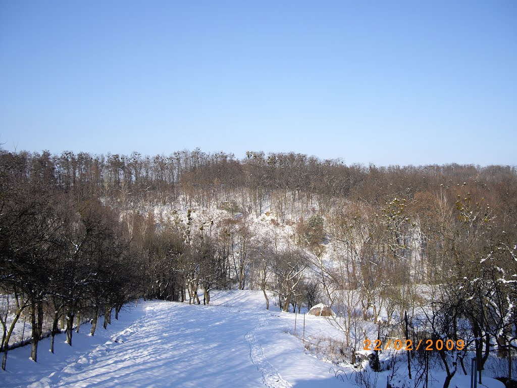 From my window