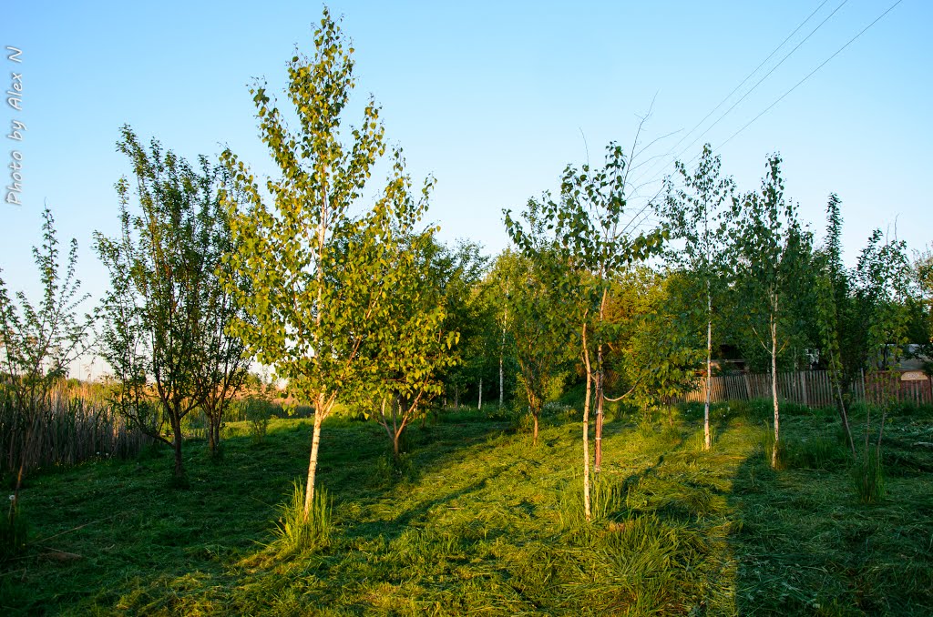 Молоді берізки