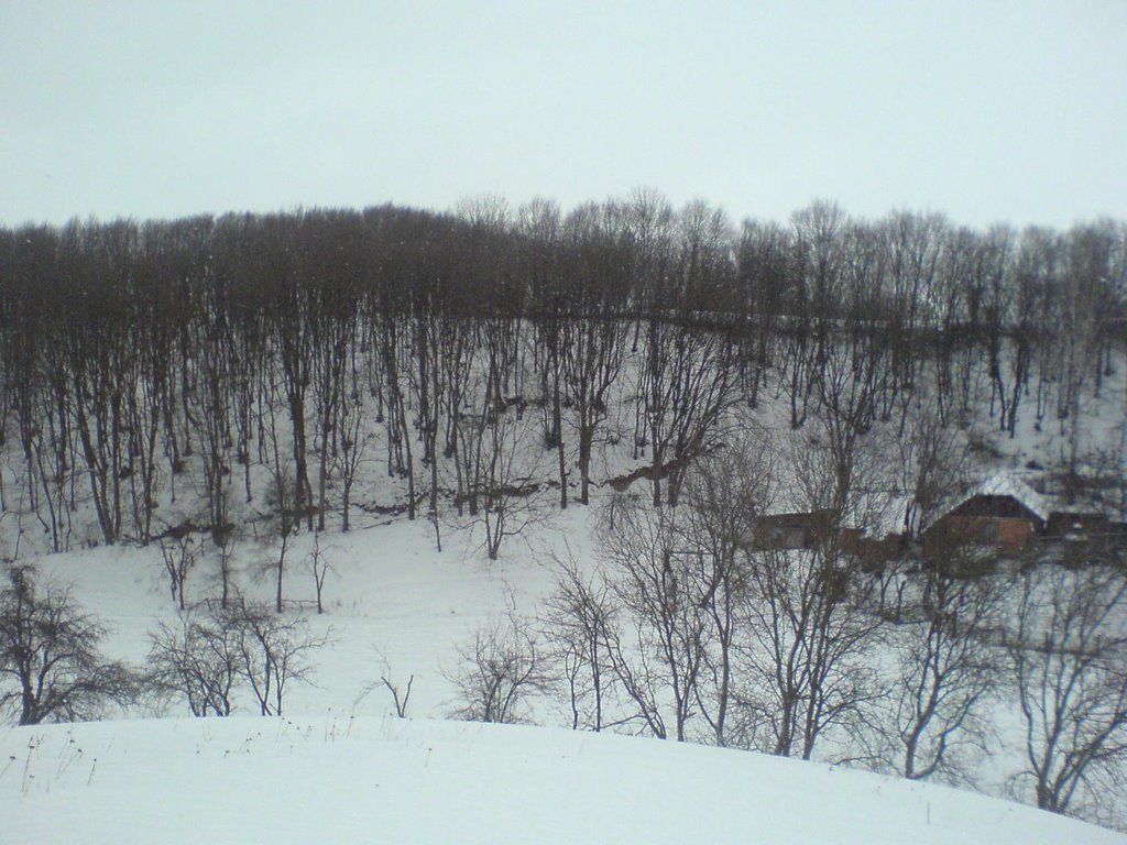 forest