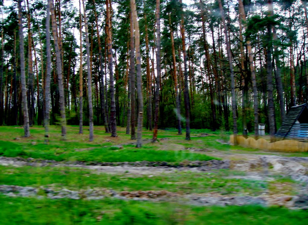 23.04.2012 17:28  Дорога Р04. Лес на выезде с города Тараща, Черкасской области.