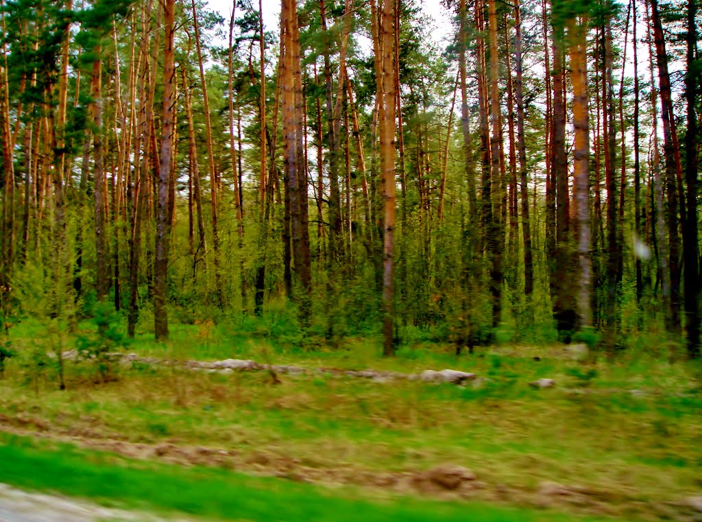 23.04.2012 17:28  Дорога Р04. Лес за городом Тараща.
