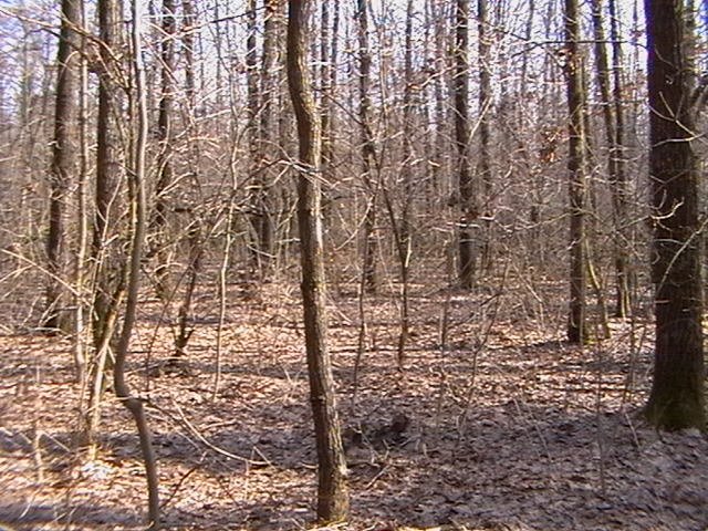 Tetiiv forest (осень)