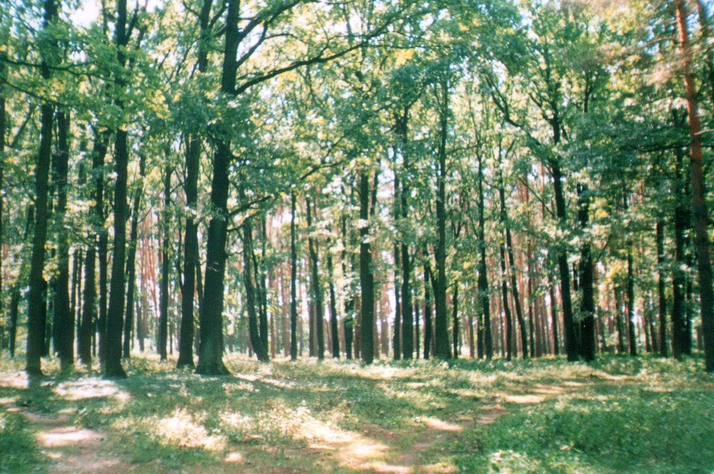 Tetiiv forest