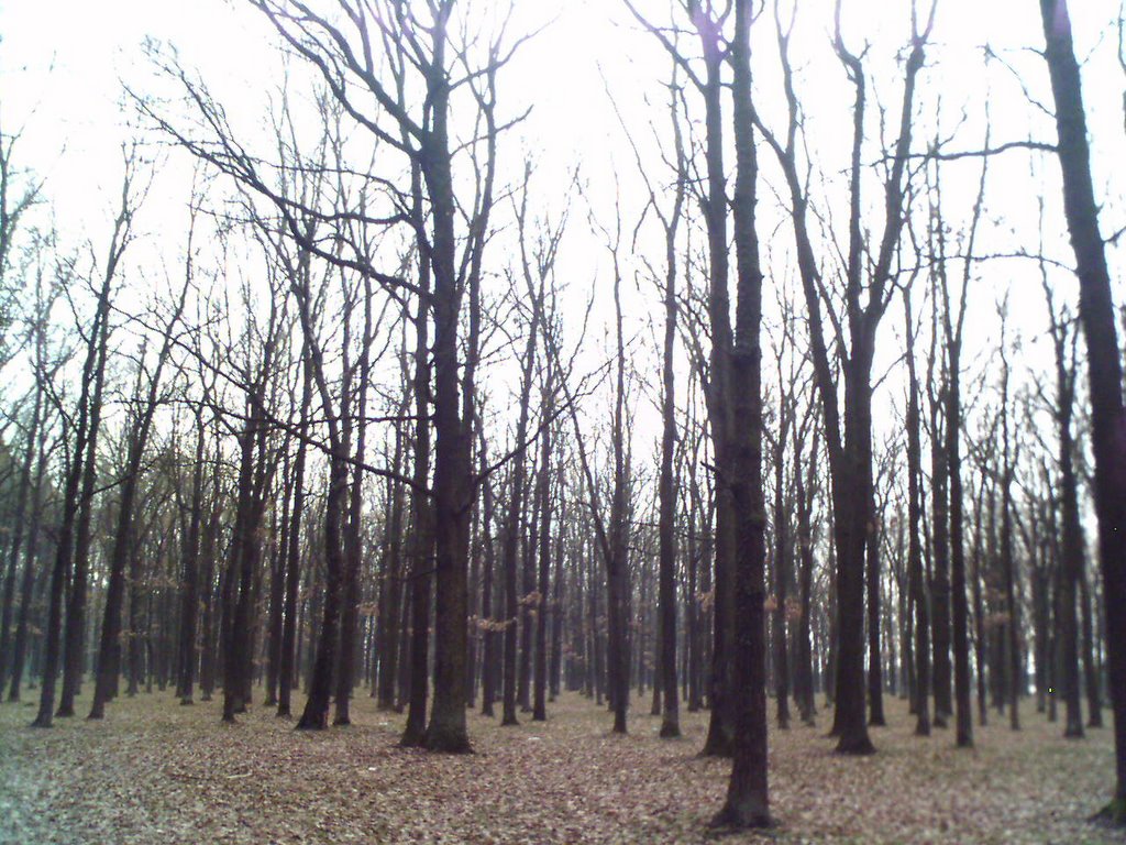 Tetiiv forest