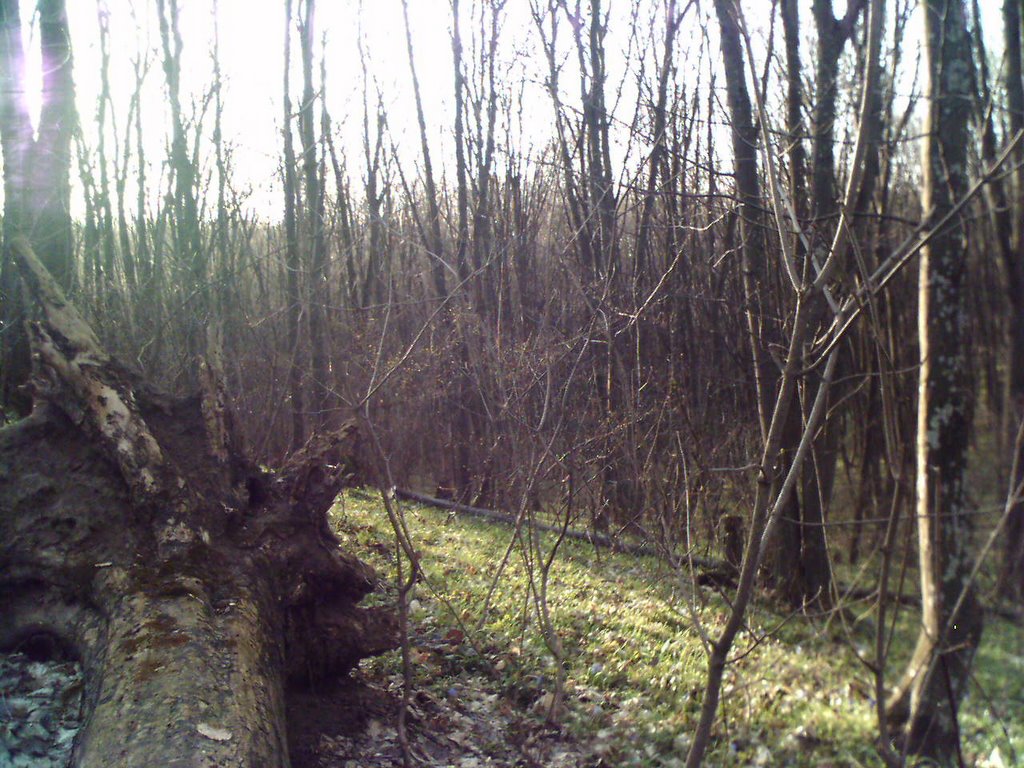 Mazepyntsi forest
