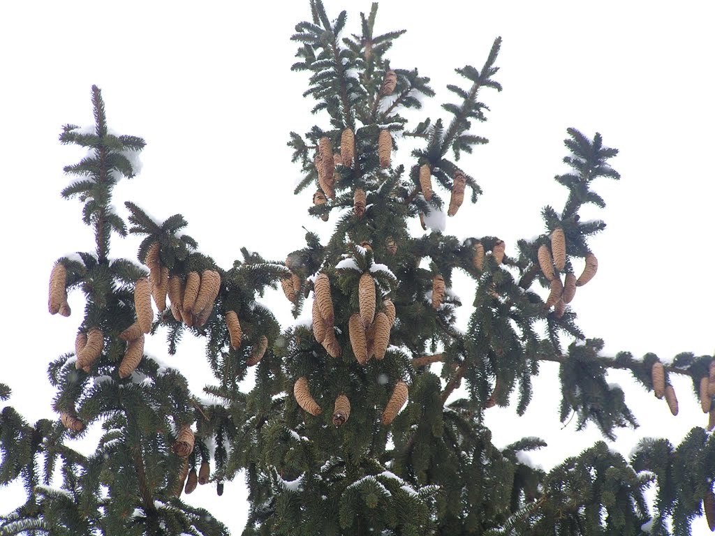 Шишки на елях возле танка