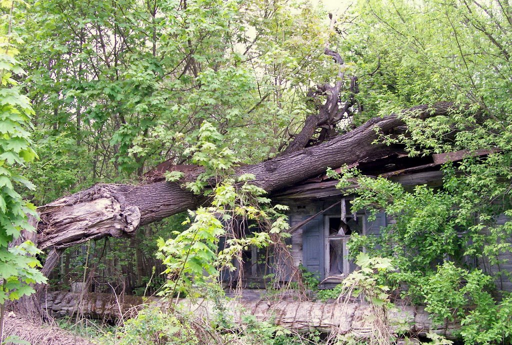 Дерево упавшее на дом / Tree fallen on the house