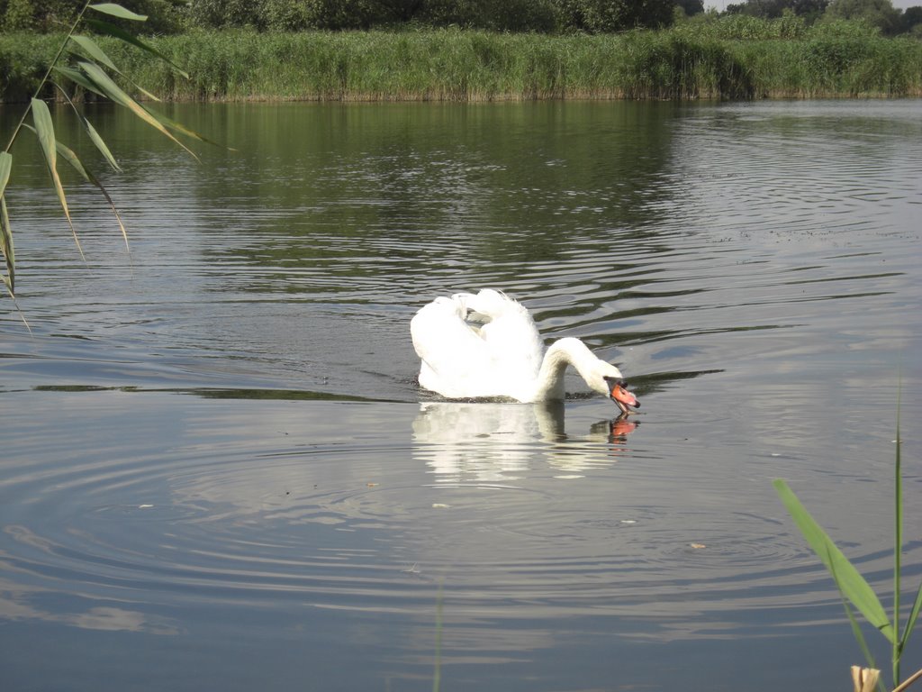 Лебеди на Иржавце, Яготин (Swans on Irzhavets, Yahotyn)