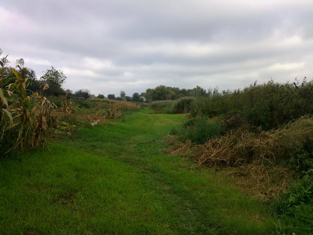 lower path near swamp