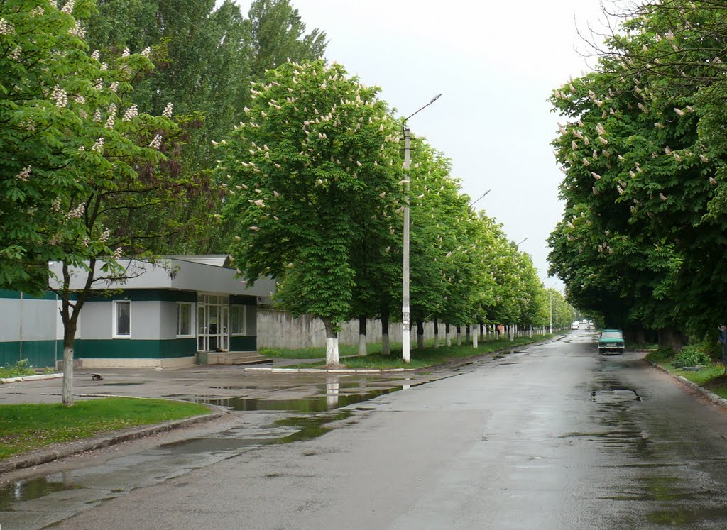 Каштановая улица