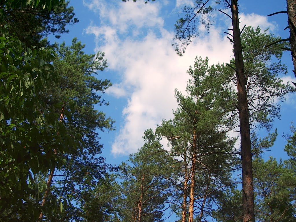Лес в Боярке / Forest in Boyarka
