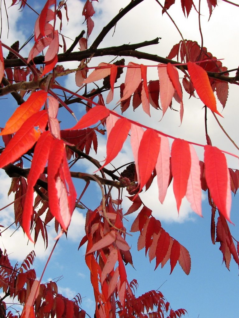 Сумах пухнастий - Rhus typhina ..