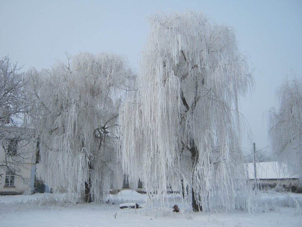 Дерево жизни. Пандора.