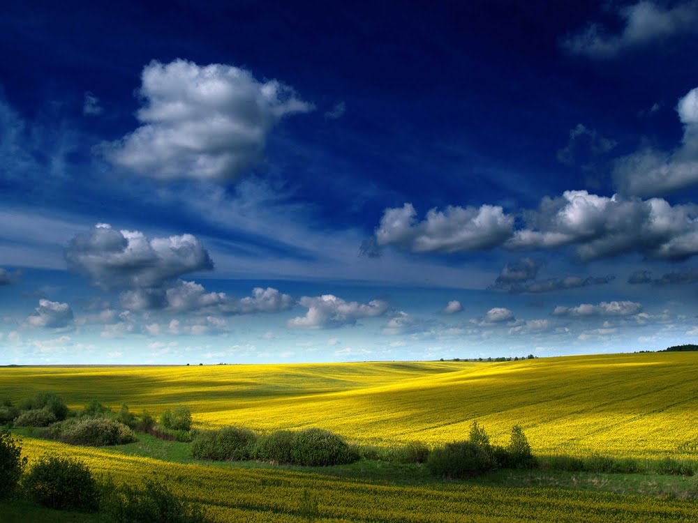 где-то в полях Украины (...somewhere in the fields of Ukraine...)