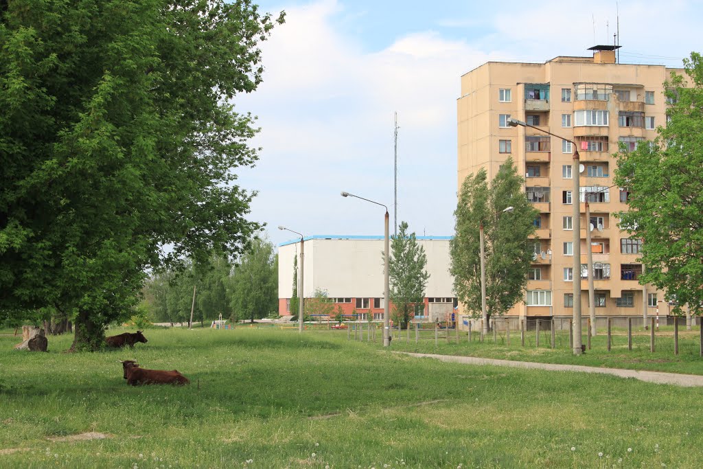 Для долинчан випасти теля беспоредньо у місті - не питання