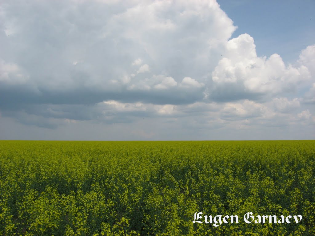 Fields of Ukraine (Поля Украины)