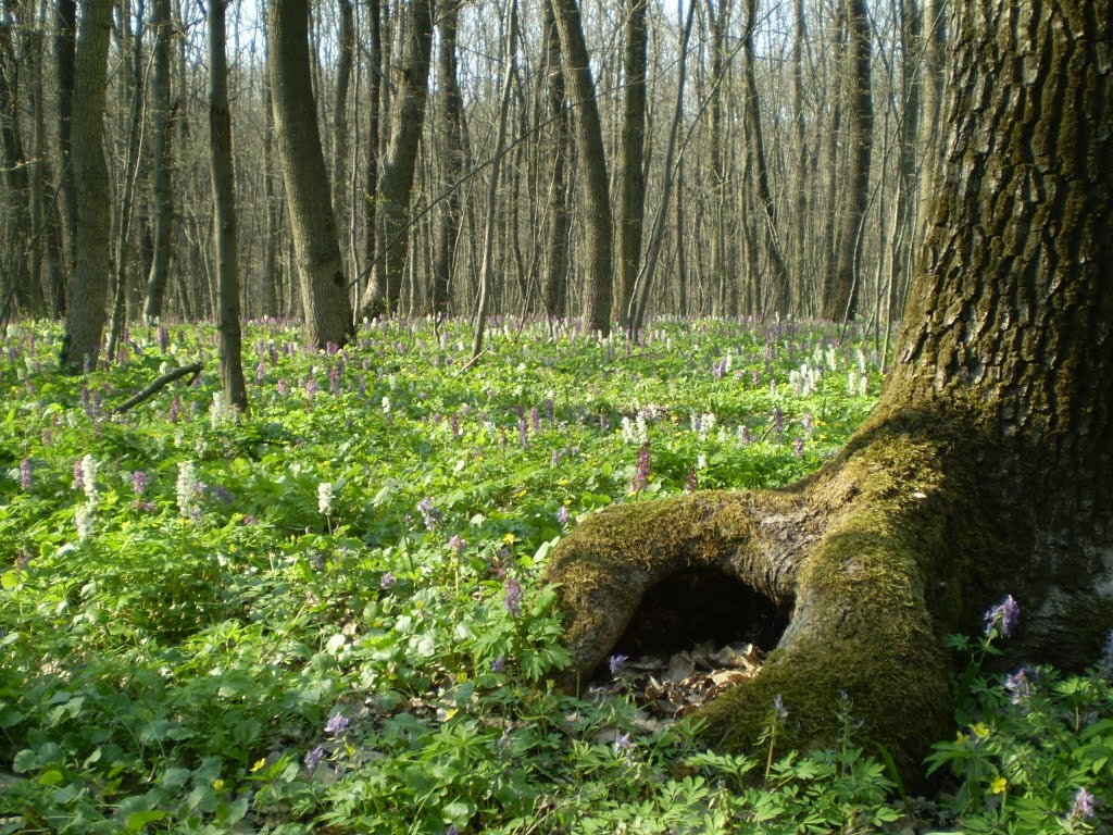 Весна у лісі