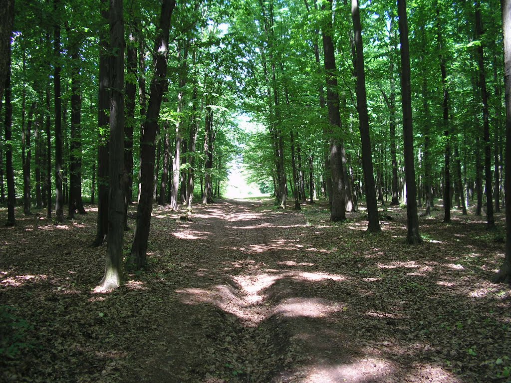 Весна і ліс