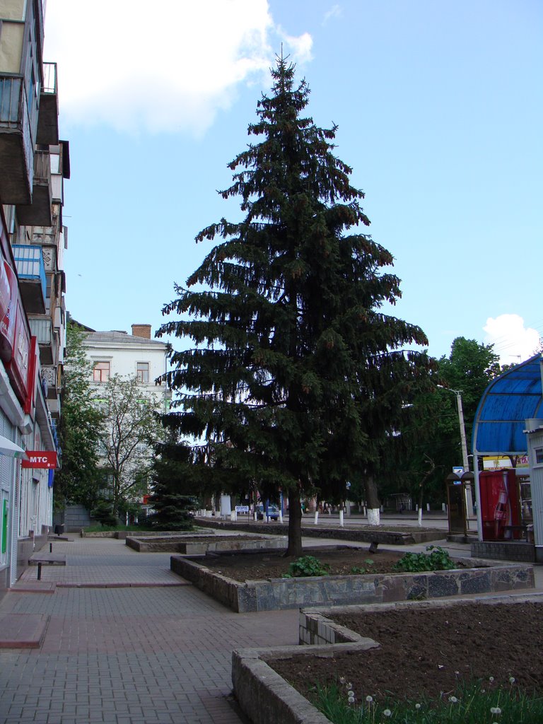 Ялинка біля маг. Мелодія / pine-tree near Melody shop