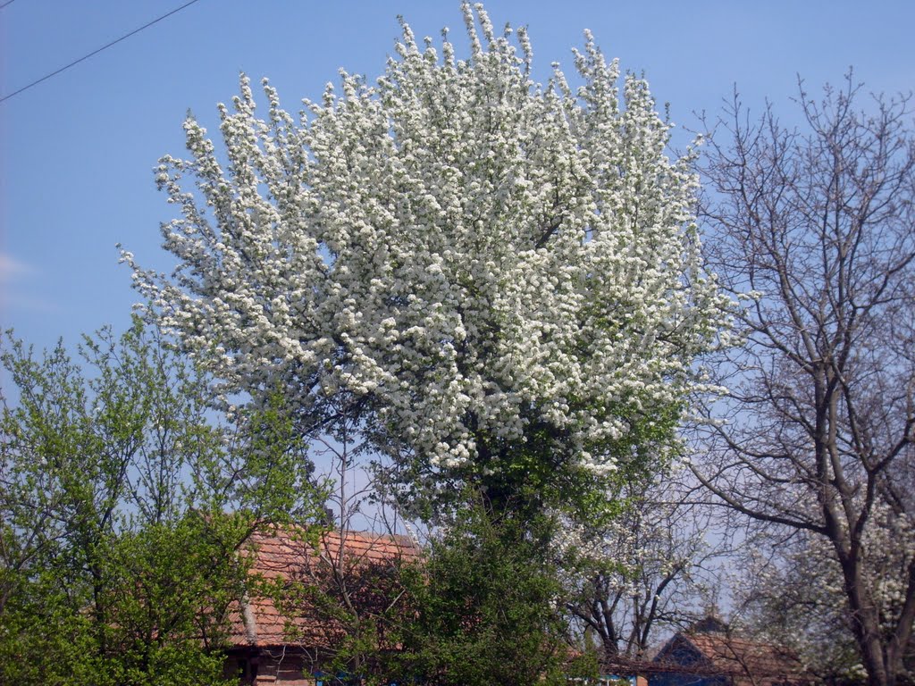 Груша(вул.Горького)