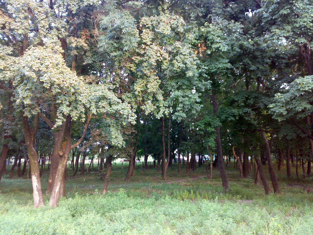 Роща