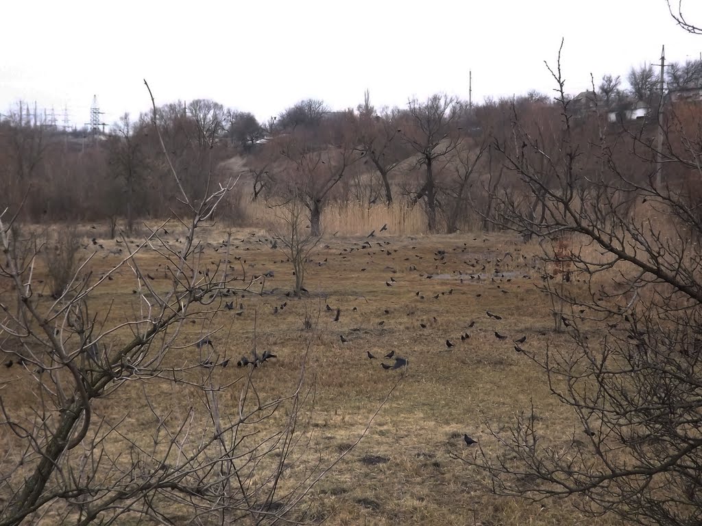 Вороння на луках