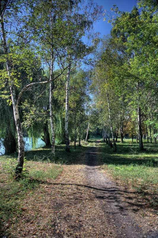 Березовая аллейка