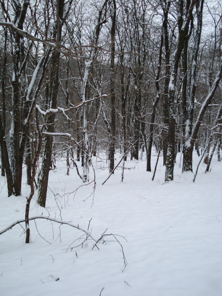 Лес