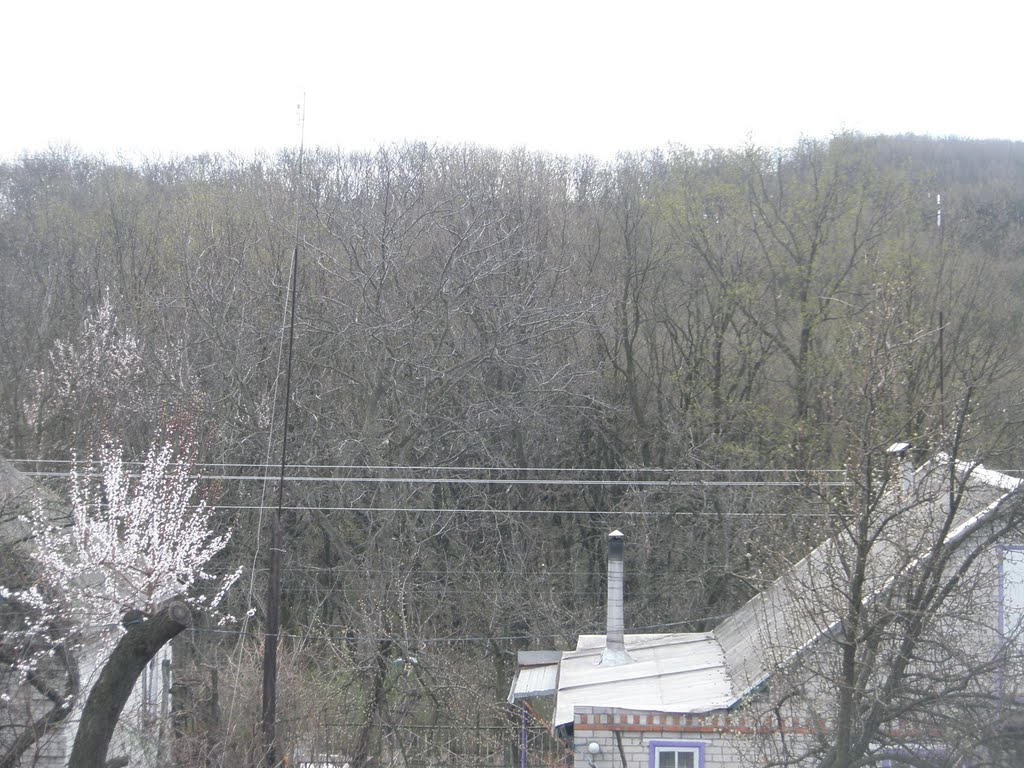 Вид на лес с ул. Котовского