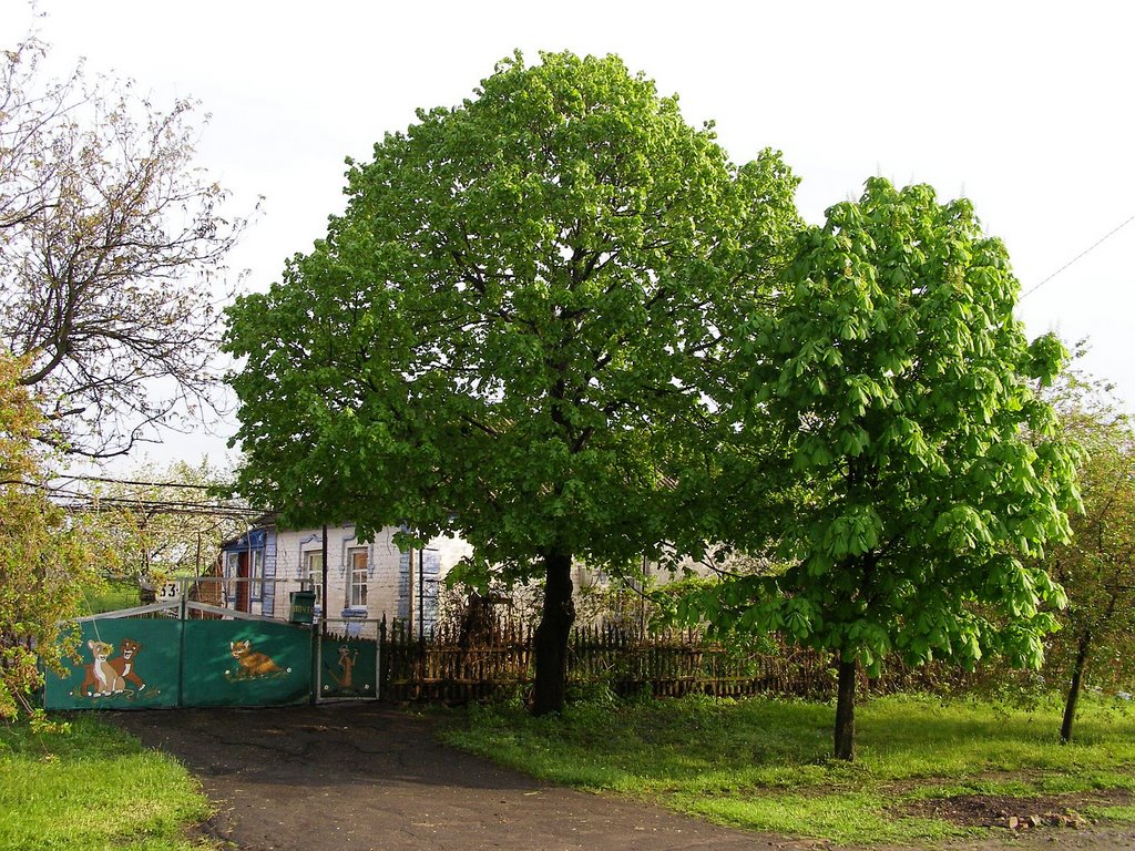 Linden and chestnut tree (Липа и каштан)